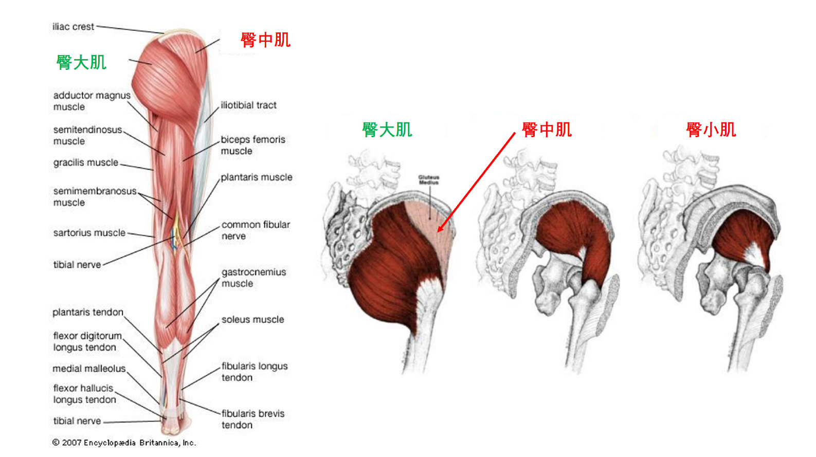 1 臀大肌(gluteus maximus):臀部最主要的肌肉,也是健