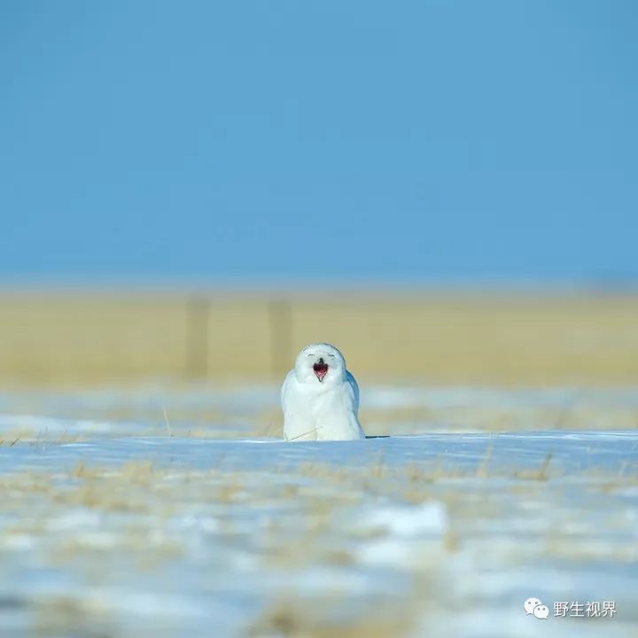 野生世界套娃雪鴞表情包