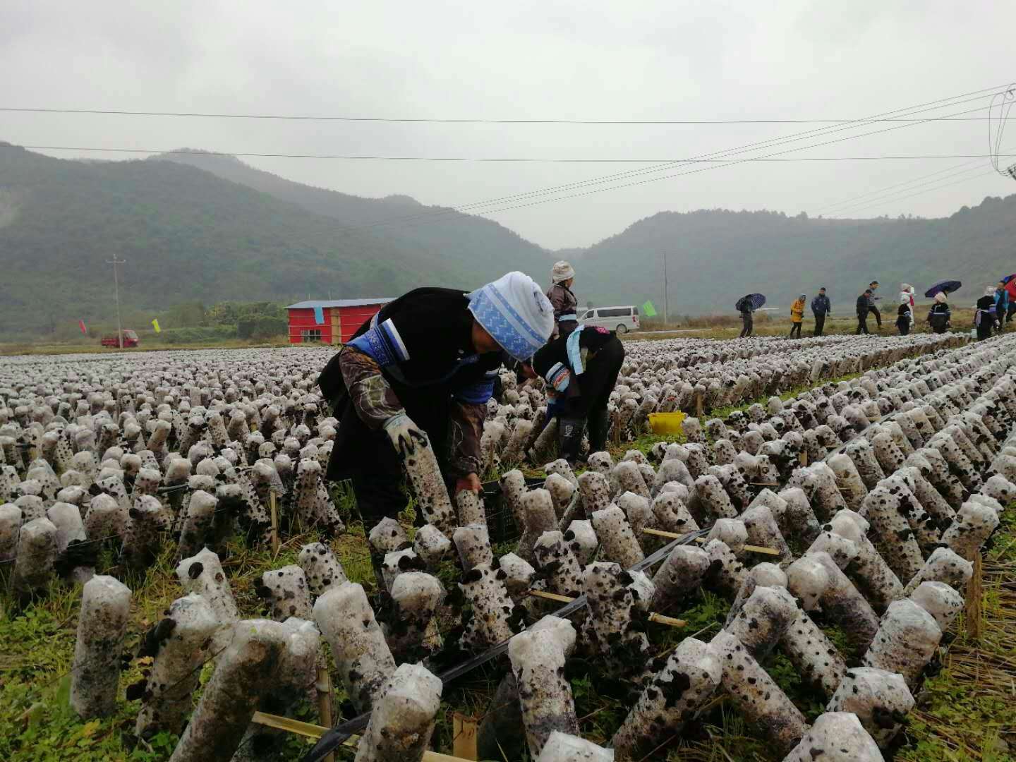 網絡媒體走進全國最大的侗族村寨肇興鎮皮林村黑木耳種植示範地