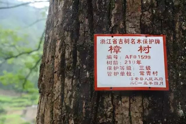 香樟树树铭牌内容图片图片