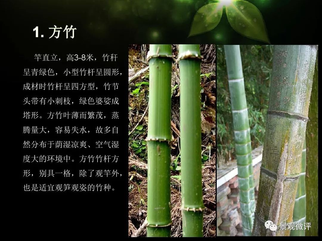 竹子的种类图片及名称图片