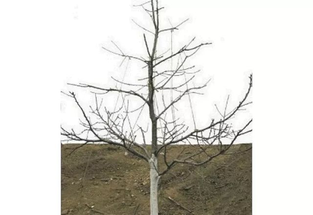 主要栽培树形传统的甜樱桃果园栽植株行距为3m×4m,采用小冠疏层形,该