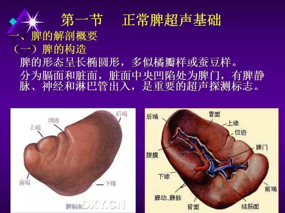 脾静脉超声解剖图图片