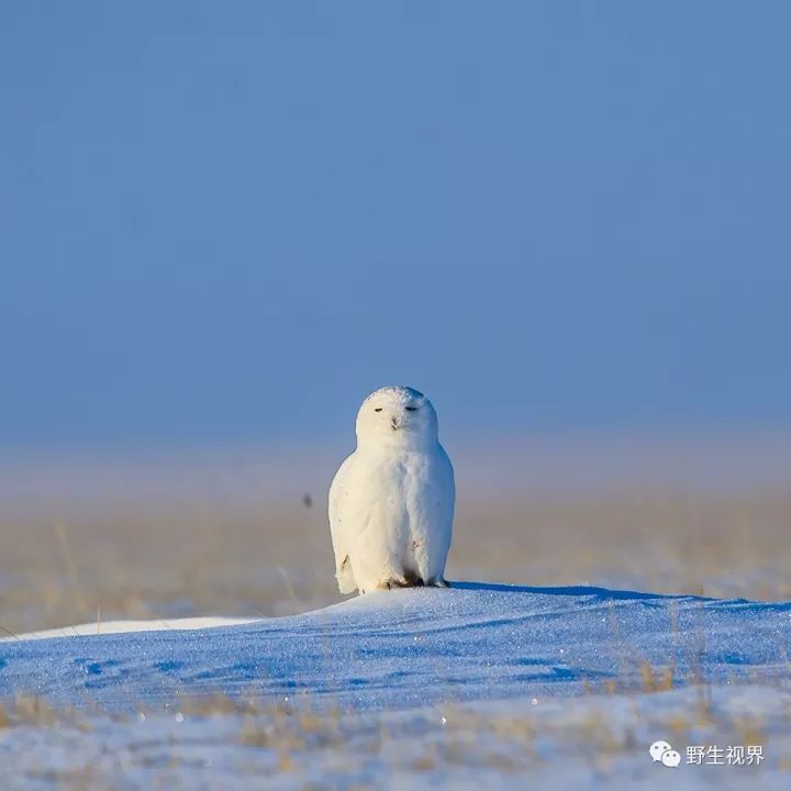 野生世界套娃雪鴞表情包