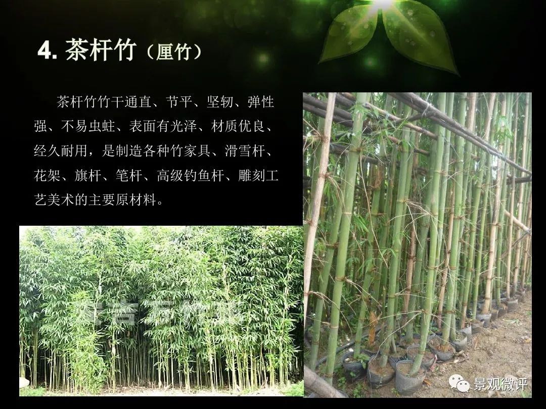 园林常用竹子 