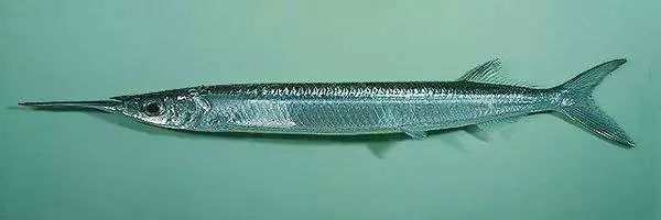 每天认识一种鱼78丨鱵鱼瘦成一道闪电的腹黑小鱼