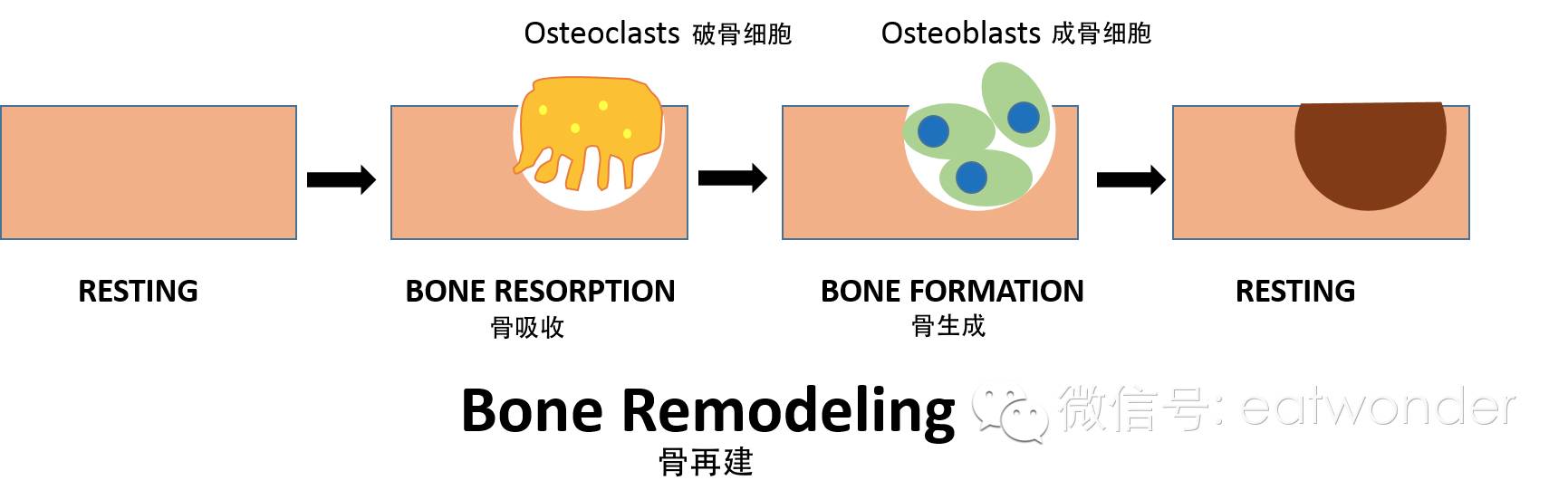 为什么吃钙不等于补钙预防骨质疏松的方法你都知道吗