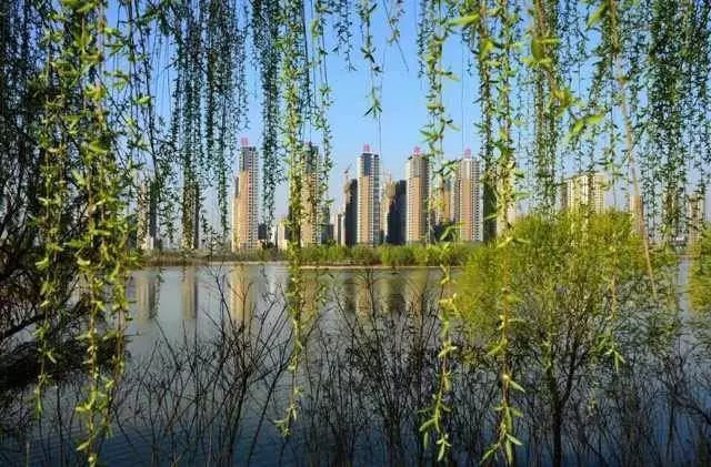 每年春季,就会重现长安八景之一"灞柳风雪"情景.