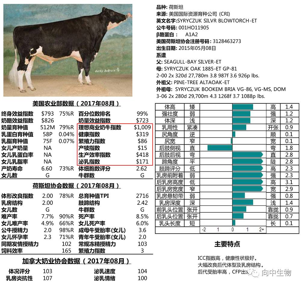 理想商业奶牛先进的育种者们需要根据利润和效益评定荷斯坦公牛