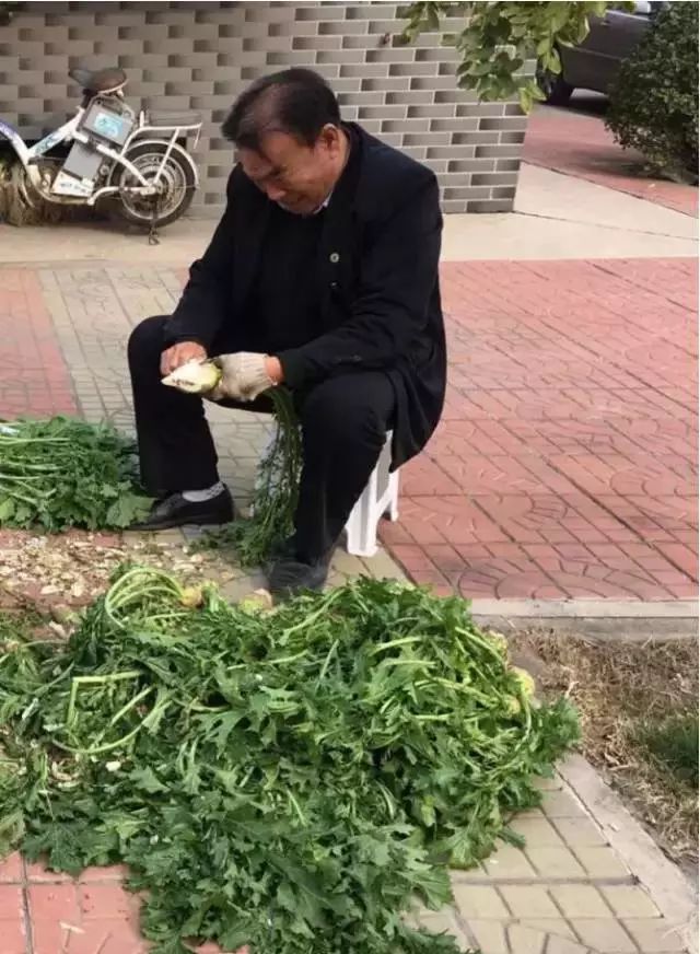 老叶,用水洗净买回家认真地削好皮先要在集市挑好一捆芥圪瘩萝卜等用