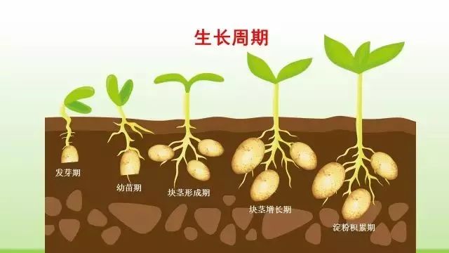 马铃薯最新种植方法ppt版太实用了