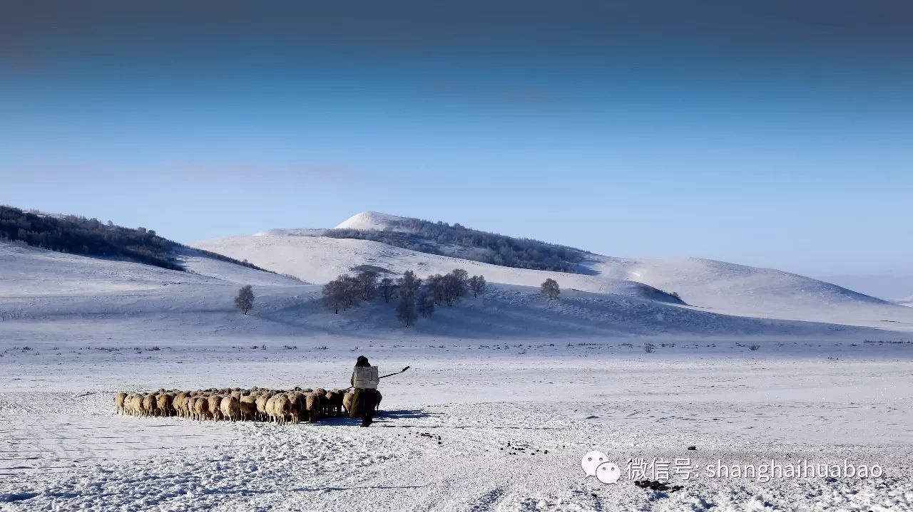 雪地放羊人