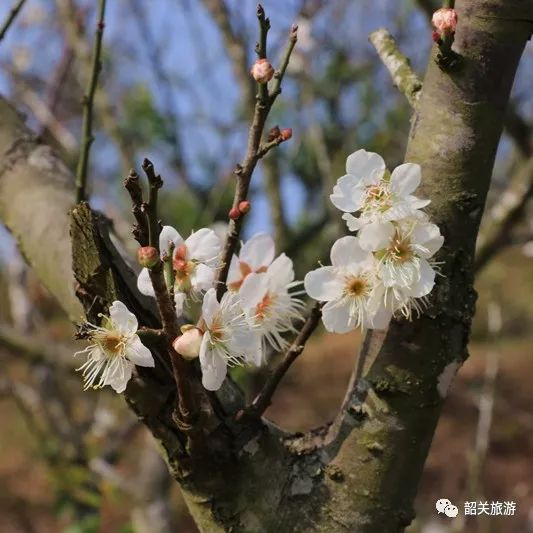 朵朵白梅玉洁冰清12月初,莞韶园的梅花凌寒怒放冷风催得梅花笑梅花