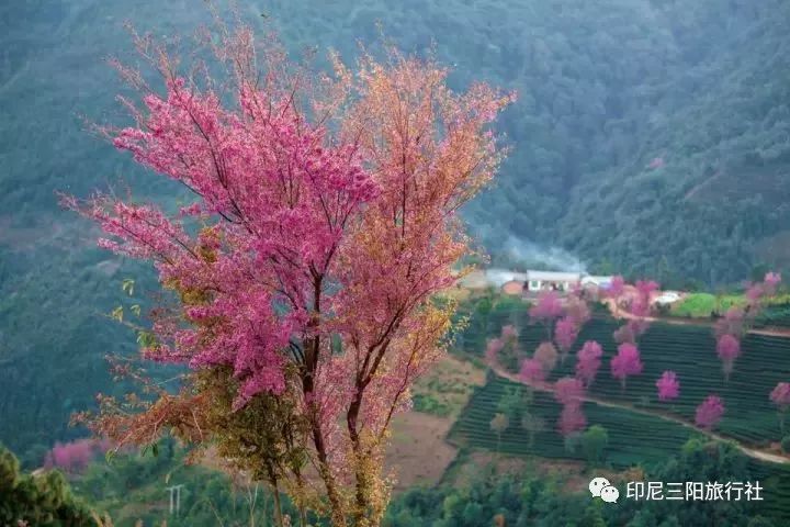 揭西樱花谷风景区图片图片