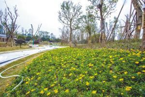 昨日,成都晚報記者從青羊區建交局獲悉,位於該區的金沙濱河公園項目a