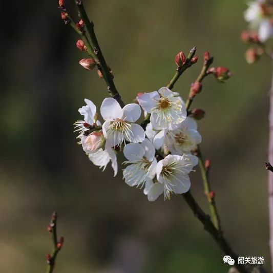 朵朵白梅玉洁冰清12月初,莞韶园的梅花凌寒怒放冷风催得梅花笑梅花