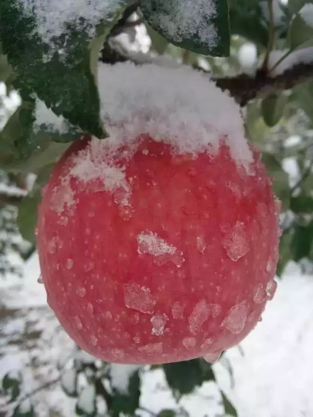 雪中的红苹果,你见过么?太美了!