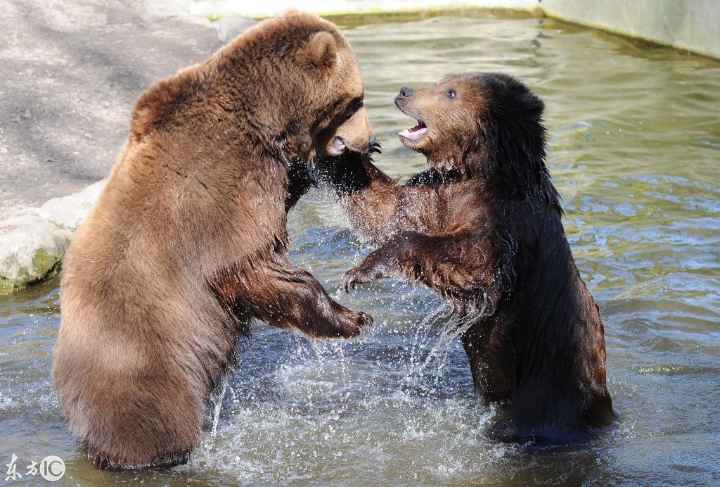 萌熊打架,意外的很有趣