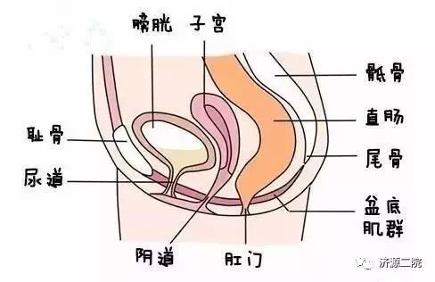 女性盆底由封闭骨盆出口的多层肌肉和筋膜组成,盆底肌犹如一张吊床
