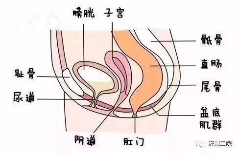 骨盆出口的多层肌肉和筋膜组成,盆底肌犹如一张吊床,紧紧吊住尿道