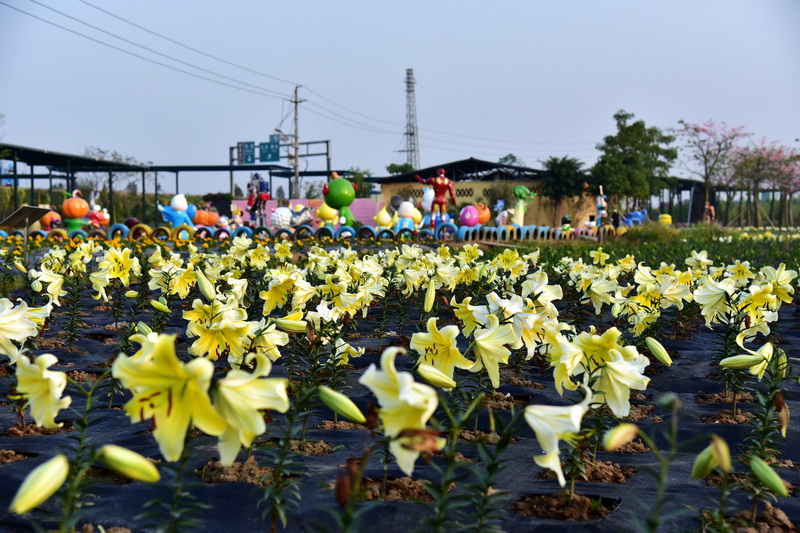 景區的花兒可以採,5元一株,江門長廊生態園讓遊客文明旅遊