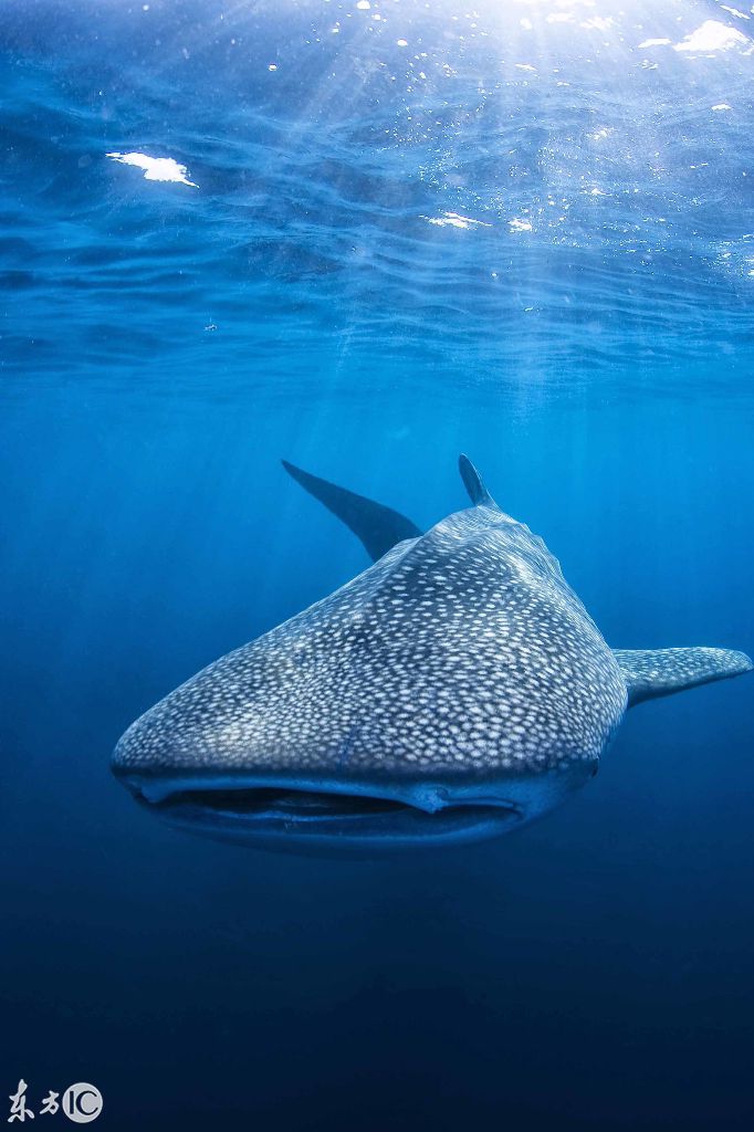 印尼摄影师与鲸鲨同游拍摄鲸鲨吞食的场面