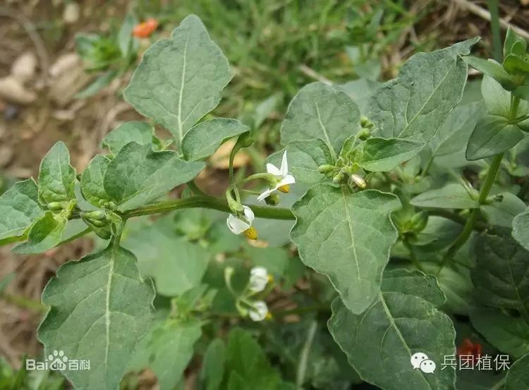 認識棉田防除龍葵的除草劑乙氧氟草醚