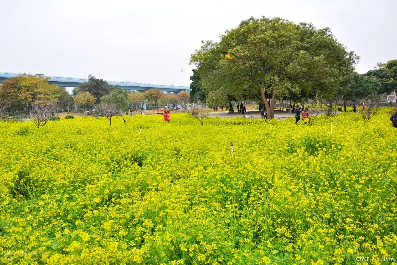 旅遊 正文by:吳秋煌 簡介:每個季節公園都有 不同的鮮花盛開,油菜花開