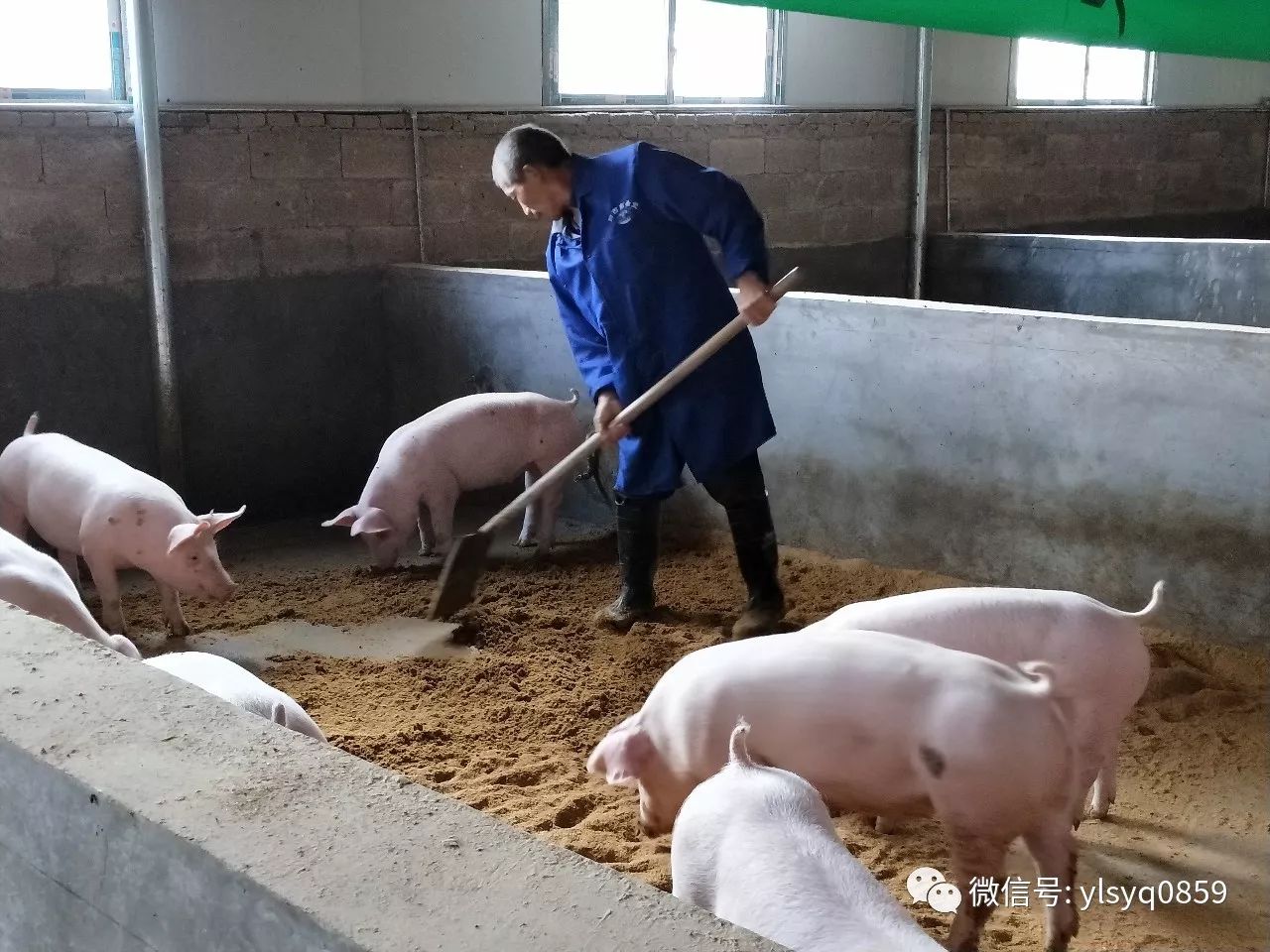 為最大限度降低家庭養殖場的風險,希望集團公司與七一村簽訂了代養