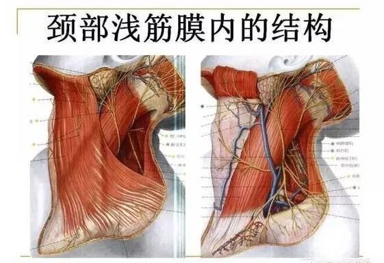 颈部解剖基础珍藏版