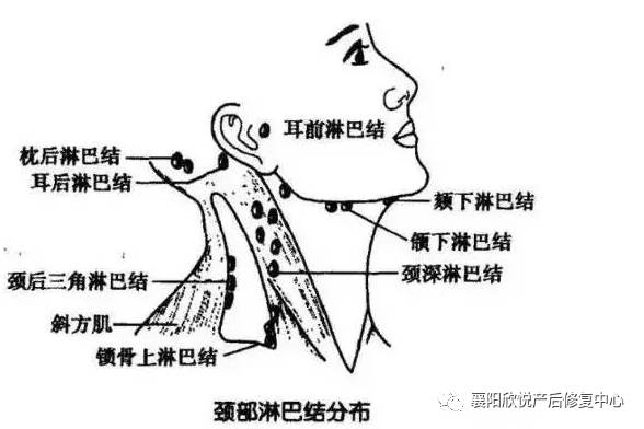 颈部淋巴结位置分布图图片