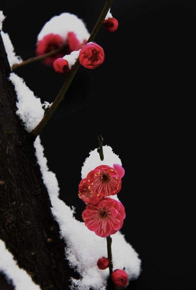 七絕隆冬紅梅開戀雪何談三九冷痴燃愛火灼寒光