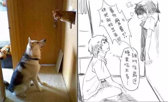 突破次元壁 把猫猫狗狗拟人化的画风很暖心