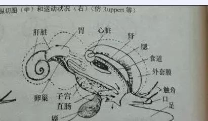 根据解剖图,其实我们很容易就能知道,螺的螺旋尾巴,其实是肝,也就是
