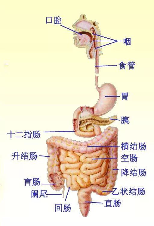 女人的肠道分布图图片