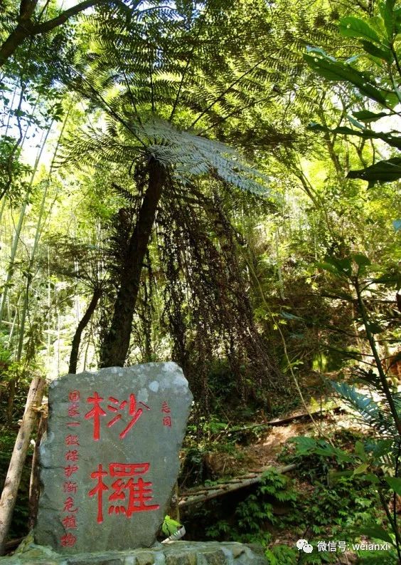 安溪安溪桫椤谷风景区图片