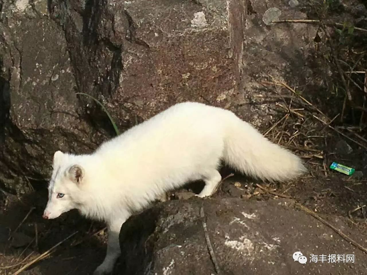 海丰莲花山惊现白色狐狸,什么情况