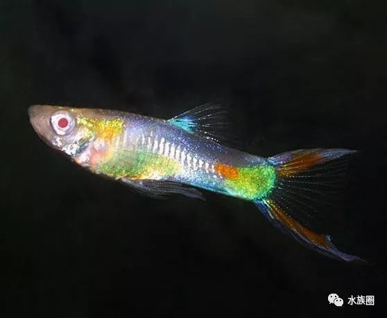 劍尾孔雀魚(guppy swordtail)也叫蛇王孔雀魚,是孔雀魚中的一個品系.