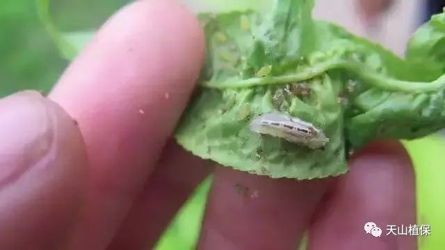 食蚜斑腹蝇图片