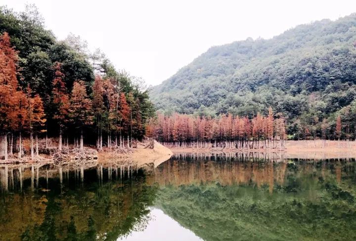 媲美九寨溝的風景,金華這裡有美成傳說的水上森林,去年沒去的你,今年