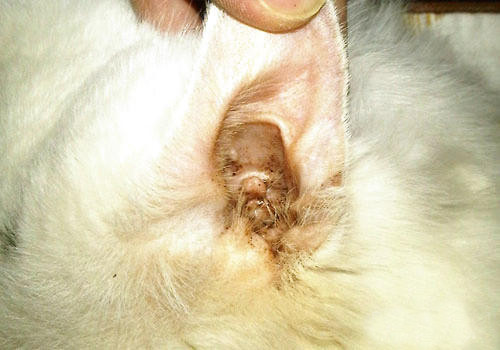 不注意卫生的话很容易使伤口感染和患上耳螨,宠物主人要把猫咪的猫窝