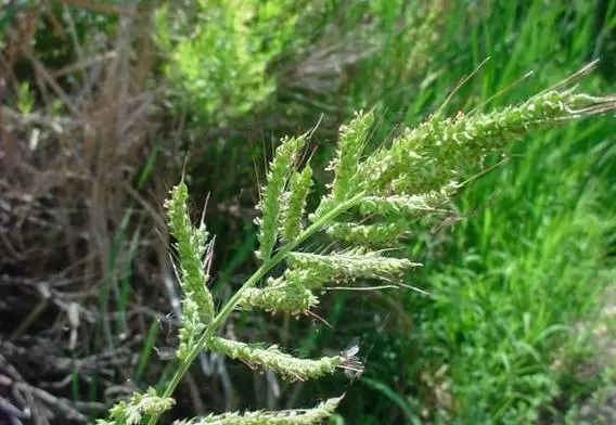 09,澤漆 又名五朵雲,貓眼草,五鳳草,五點草.