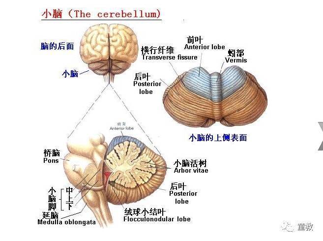 小脑运动平衡电脑童教