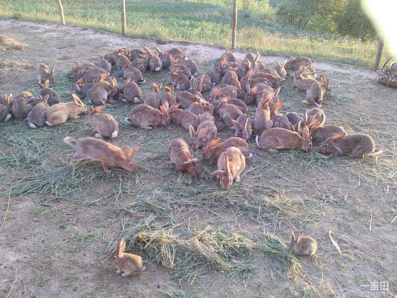 农村散养兔子图片