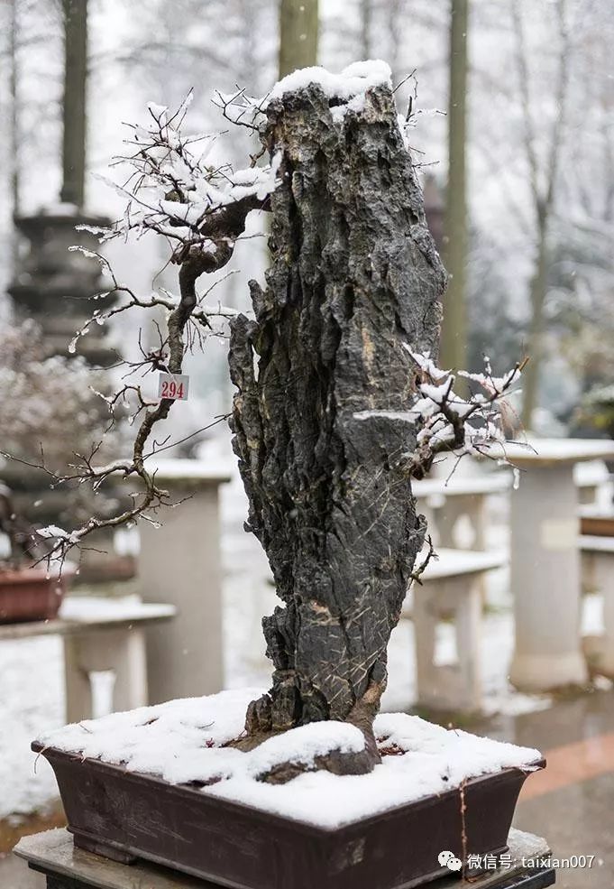 融雪树盆景图片