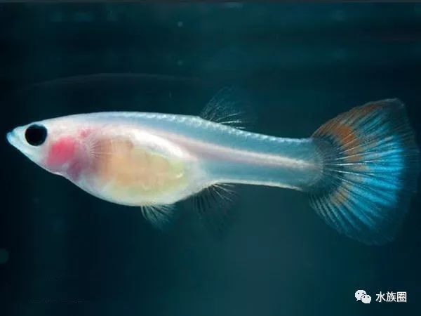 孔雀魚種類大全