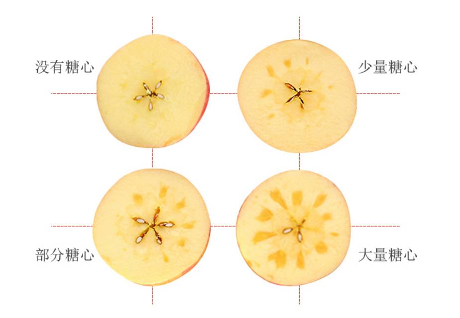苹果横切图结构图图片