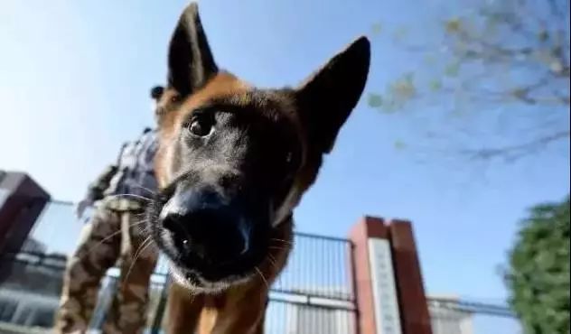 他帶搜救犬一起退伍,戰士:餘生的日子我會一直陪著你