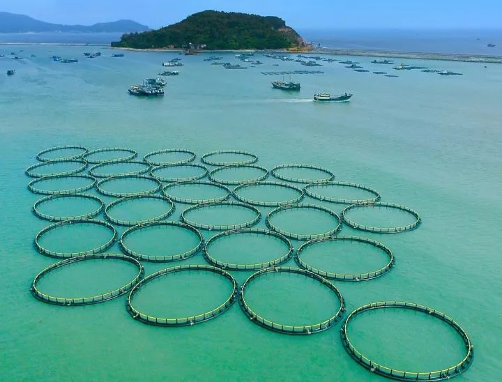 大连德泰海洋牧场海域图片