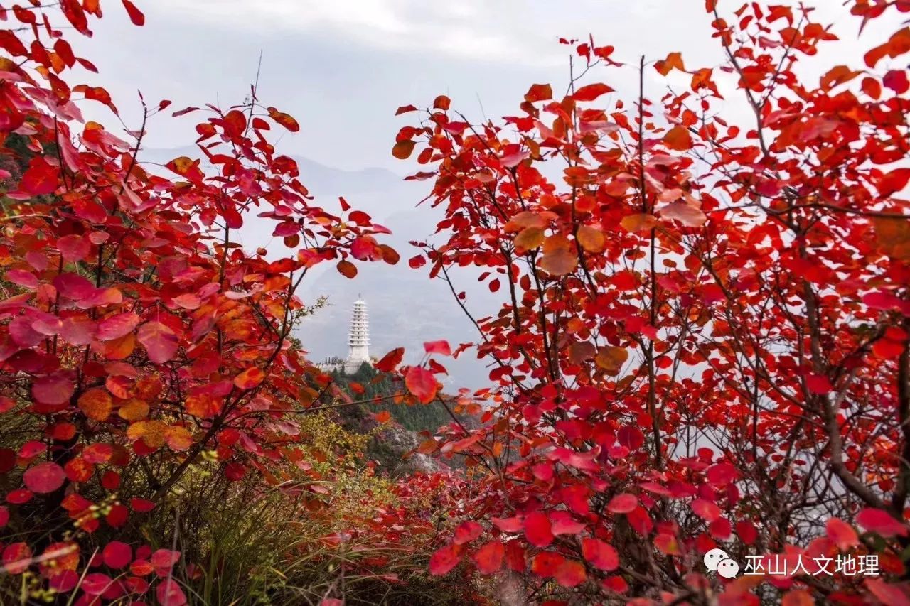 影像滿山紅葉似彩霞